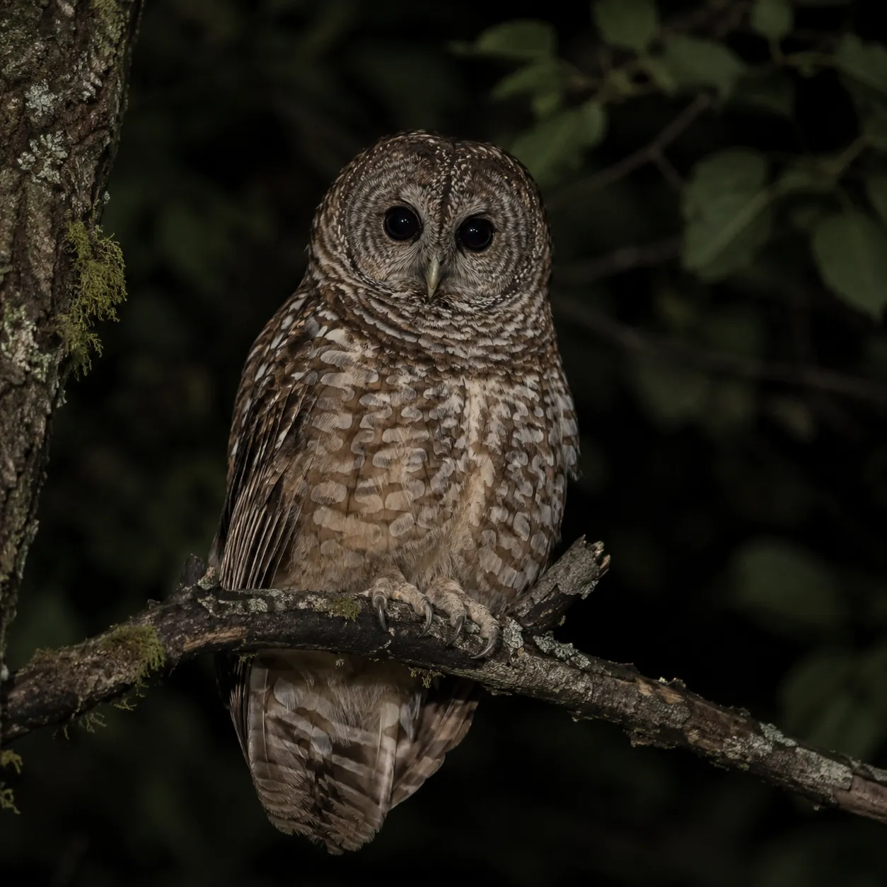 Owls