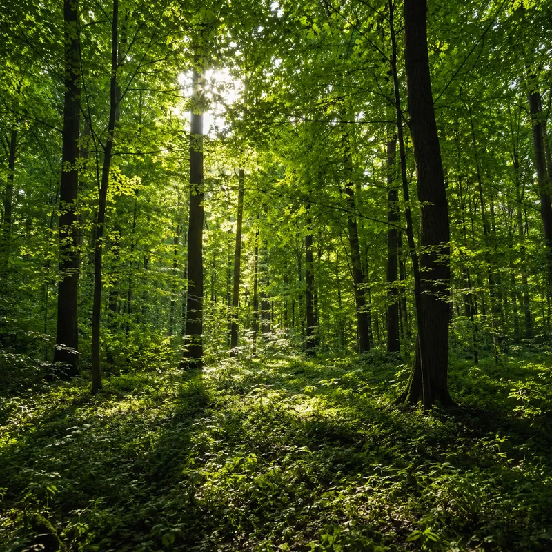 Summer Forest