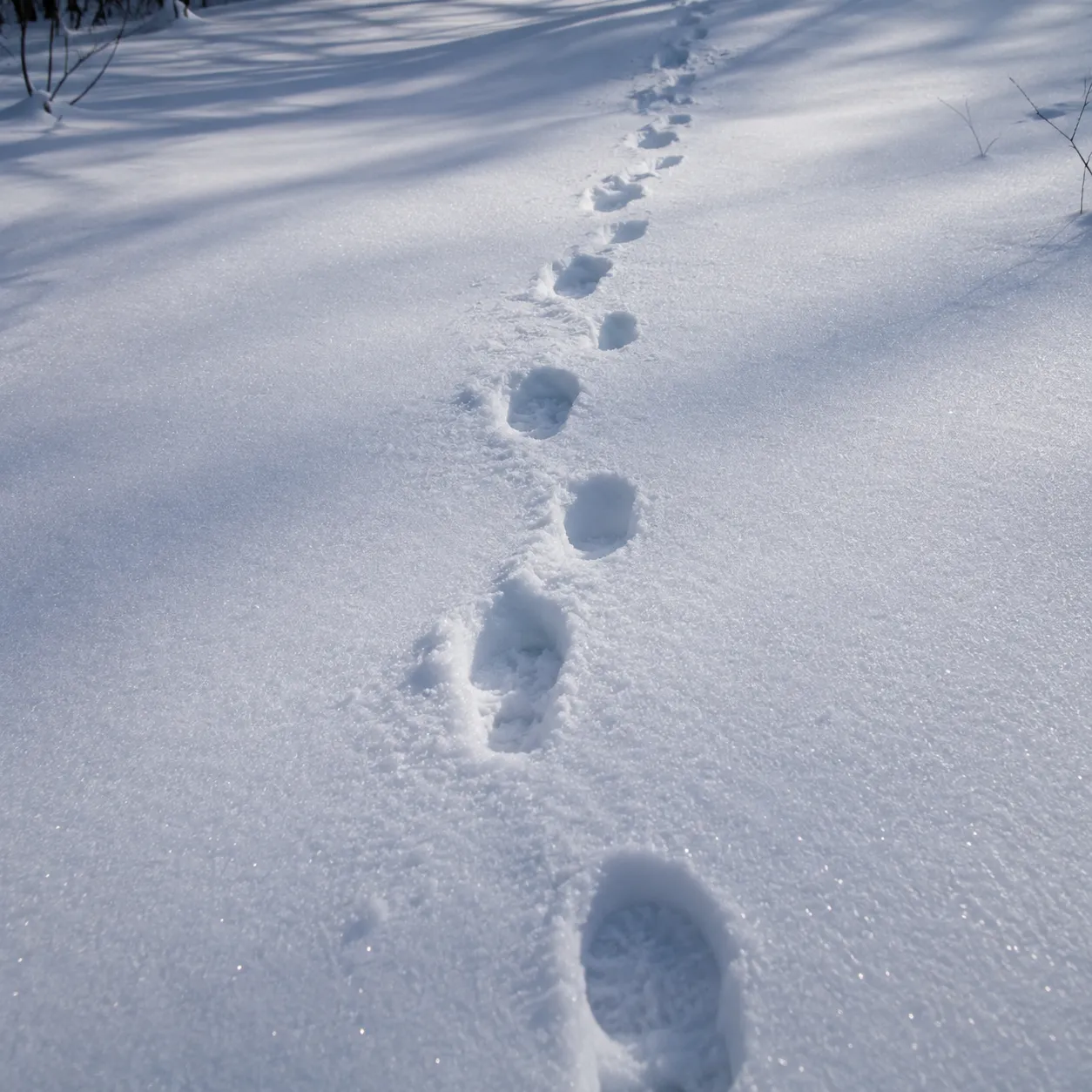 Walking on Snow